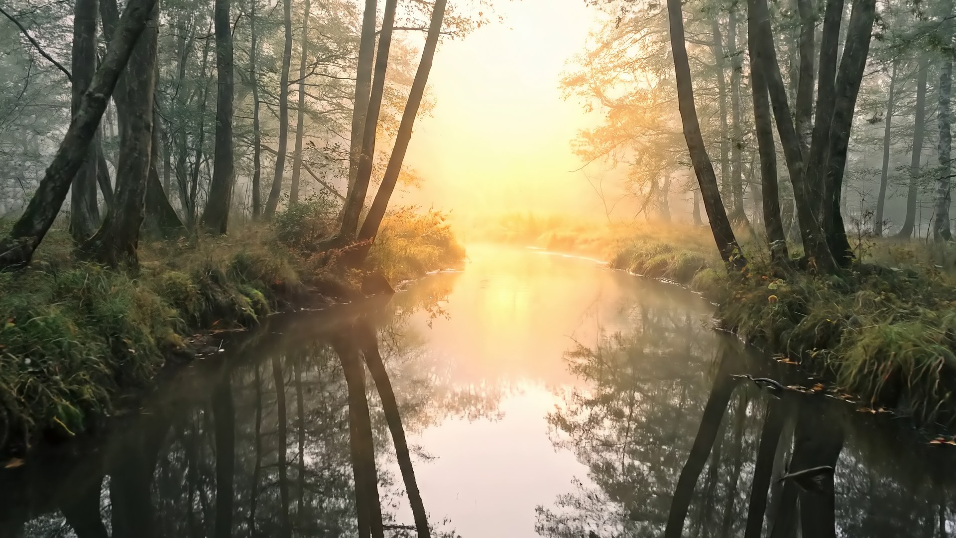 Ein schmales Fließ im Spreewald bei Morgennebel, Erlen und Birken spiegeln sich im dunklen Wasser.